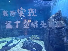 -烟台海昌鲸鲨海洋公园