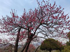 -梅花山(明孝陵内)