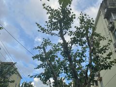 -蜜雪冰城(国权路地铁口店)