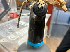 -酷以爬仙阁实体爬宠店·守宫·蜥蜴·专业繁育