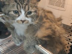 -瑞派宠物医院·犬猫全科·猫友好(宾水西道店)