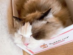 -猫腻·猫咖·撸猫馆(星光大道店)