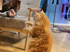 -藏猫猫咖啡主题馆(中央大道店)