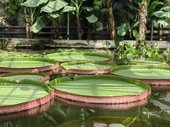 -国家植物园南园