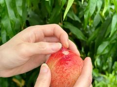 -老袁家蜜桃农场·阳山水蜜桃