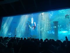 -哈尔滨波塞冬海底世界