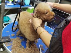 -PETKIT 小佩宠物·低压洗护·美容·寄养(安远店)