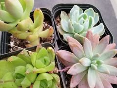 -南湖胖子砂锅(南湖店)