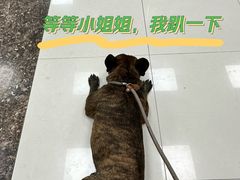 -申普宠物医院·心脏介入·心血管微创(总院)