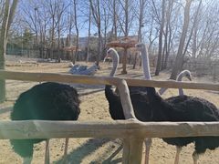 -大连森林动物园