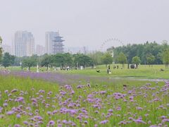 -洋湖国家湿地公园