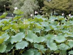 -浙江西子宾馆·瑶园咖啡厅