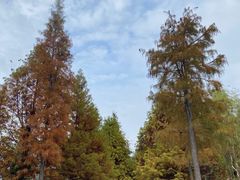 -溱湖国家湿地公园