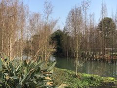 -桤木河湿地公园