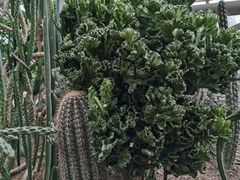 -南山植物园