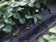 -青浦采草莓天天草莓园