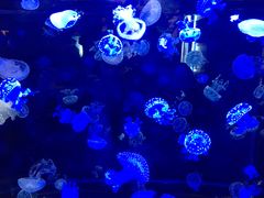 -烟台海昌鲸鲨海洋公园