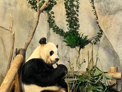 -深圳野生动物园