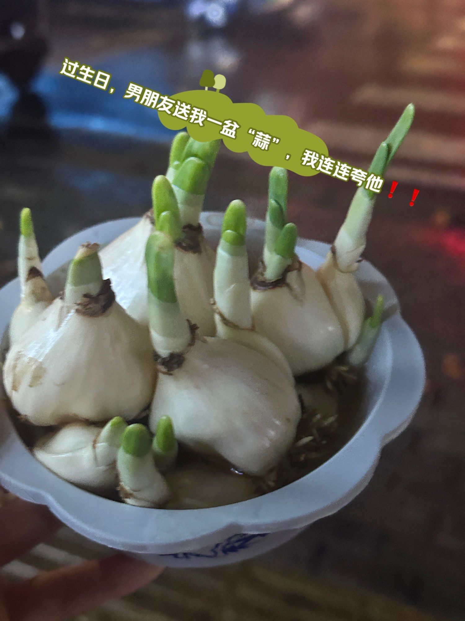 过生日,男朋友送了一盆"蒜",够懂我啊❗️