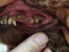 -乐琪宠物(青塔西路店)