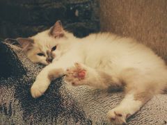 -猫色咖啡·猫咖