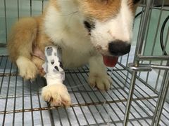 -纳吉亚猫专科动物医院博雅分院