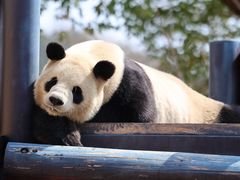 -杭州野生动物世界