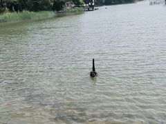 -五缘湾湿地公园