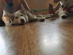 -Husky Go! 哈士奇体验馆·宠物咖啡厅狗咖