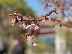 -顾村公园
