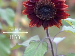 -花开海上生态园