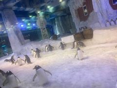 -芜湖新华联大白鲸海洋公园