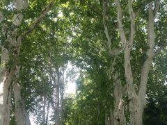 -武汉大学-樱园