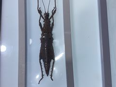 -上海昆虫博物馆