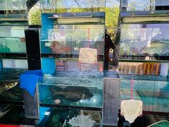 -全乐鱼馆·淳牌有机鱼直营店