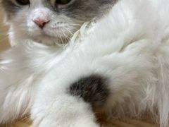 -猫和宫(六道口店)