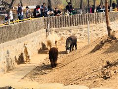 -石家庄市动物园