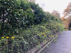 -西湖风景区-江洋畈生态公园