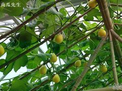 -观光南瓜园