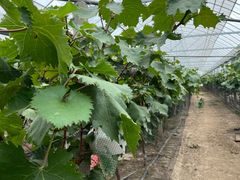 -马陆小张葡萄园农家乐