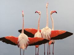 -罗红摄影艺术馆