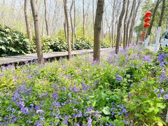 -合肥滨湖国家森林公园