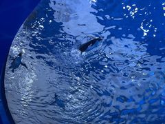 -上海海昌海洋公园