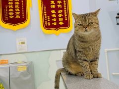 -纳吉亚猫专科动物医院博雅分院