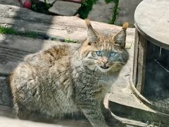 -青藏高原野生动物园
