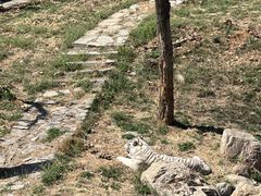 -石家庄市动物园