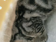 -宠福鑫康馨动物医院·骨科·眼科