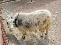 -无锡动物园·太湖欢乐园
