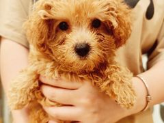 -有喵·猫咖·狗咖·30几只猫10只小狗(岗厦店)