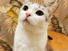 -喵呜公社猫咖